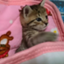 id:misa-neko