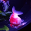 id:misua