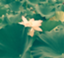 id:mitsuko-IL02