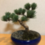 id:miwheatman