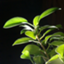 id:mizuhosunagawa