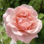 id:mizuitotsumugi