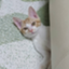 id:mkmcm