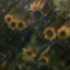 id:mlilie