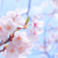 id:mmmharu
