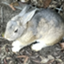id:mohumohurabbit