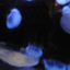 id:momiji-terigaki-gin