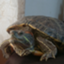 id:momotorakame