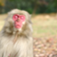 id:monkey-think
