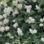 id:moremorenore