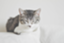 id:mozimozi-blog