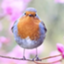 id:mynanajiji