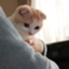 id:nagisa0999-apu