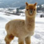 id:nagomiclub