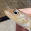 id:namadori