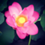 id:naocov