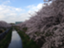 id:naosakura