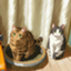 id:naosandesuyo