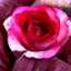 id:natureflower