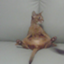 id:necojitacyu