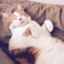 id:neko-robu