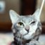 id:nekoinvestor