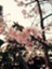 id:nekonosita