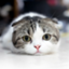 id:nekosayu