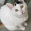 id:nekotaiyaki