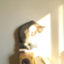 id:nekoyameshi