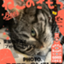 id:nekozuki2nyan