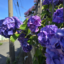id:netikoyan