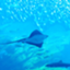 id:neuvent