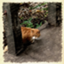 id:nishiogifufu