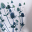 id:nnaassii