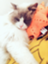 id:no_no_non