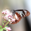 id:noibaraakaimi
