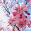 id:norarikurarilife
