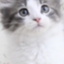 id:noru-minineko
