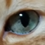 id:nukogeboku
