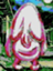 id:nuppefuhofu