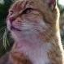 id:nyaa-nyaa
