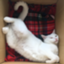 id:nyan3okinawa