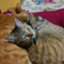 id:nyanke