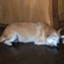 obachanchan