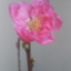 id:officekirahoshi