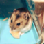 id:ohamu-company