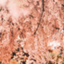 id:ohanami-bashxyotori