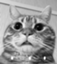 id:oinarikamo