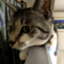 id:okura_tubuyaki